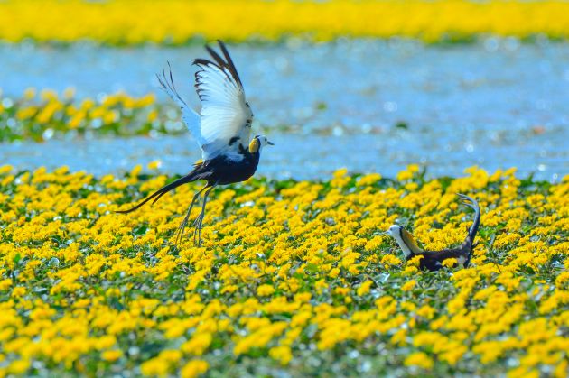 蔡庆彪 照片 (13)