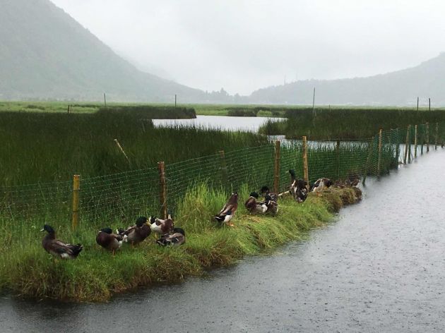 北海湿地3—秦飞摄