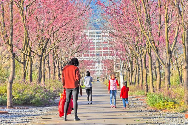 1城北湿地樱花大道 (8)