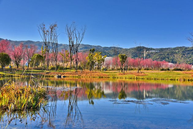 1城北湿地樱花大道 (1)