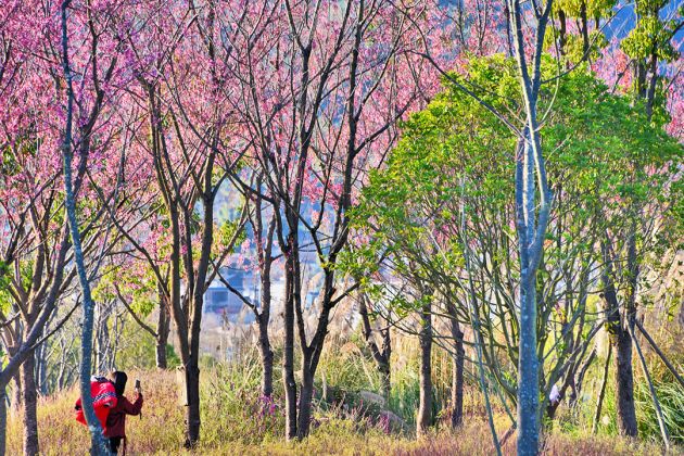 1城北湿地樱花大道 (9)