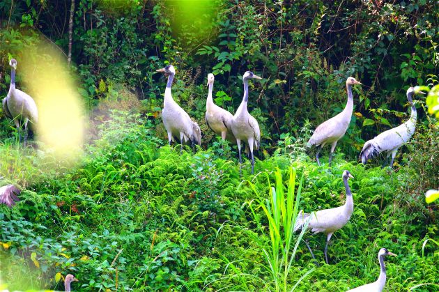 2020年11月5日 拍摄于龙陵县龙新乡