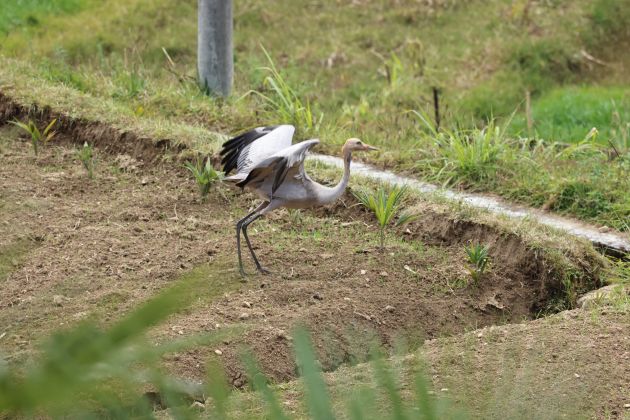 2021年11月29日 拍摄于龙陵县龙新乡1